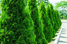 Thuja smaragd plant for sale  SOUTHAMPTON