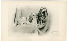 CAVALIER KING CHARLES BRINQUEDO SPANIEL 1894 ARTE DE CACHORRO ANTIGA IMPRESSÃO POR ARTHUR WARDLE, usado comprar usado  Enviando para Brazil