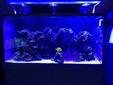 Red sea max for sale  Pittsburgh