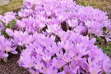 Autumn crocus colchicum for sale  Massillon