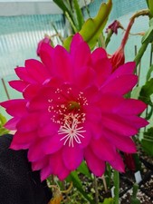 Epiphyllum blattkakteen hybrid gebraucht kaufen  Gerbstedt