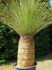 Dasylirion longissimum resiste usato  Pontinia