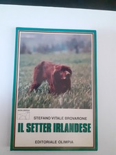 Setter irlandese stefano usato  Italia