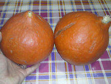 Zucca uchiki kuri usato  Tivoli