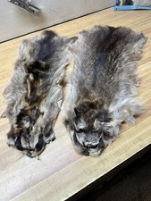 Raccoon nice fresh for sale  Malvern