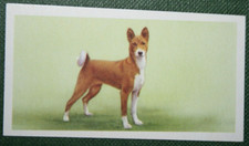 Basenji vintage 1957 for sale  DERBY