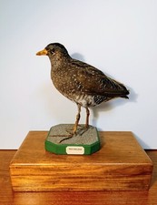 Taxidermy cabinet curiosites usato  Roma
