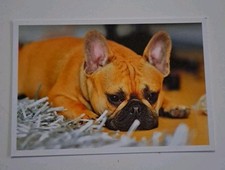 Ausl. Hunde Karte Französische Bulldoggen Postkarte French Bulldog Postcard Dog comprar usado  Enviando para Brazil