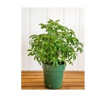 Schefflera arboricola umbrella for sale  Menifee