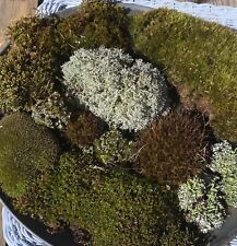Live assortment moss for sale  Redford