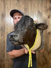 black steer calf for sale  Port Matilda