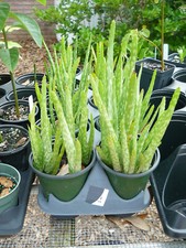 Aloe vera pot for sale  Brunswick
