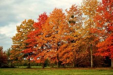 Pin oak tree for sale  Mcminnville