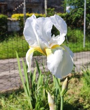 iris germanica usato  Ferentino