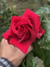 Red colour rose for sale  LONDON