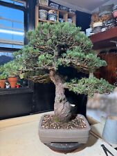 Japanese white pine for sale  Houston