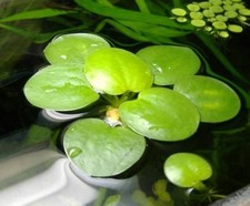 Limnobium laevigatum grenouill d'occasion  Tergnier