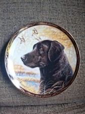 Black labrador man for sale  BRENTWOOD
