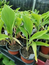 Musa lasiocarpa half for sale  STAFFORD