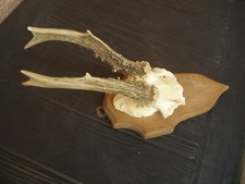 Rehbock rehgehörn rehgeweih gebraucht kaufen  Northeim