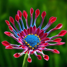 150 seed african for sale  Houston