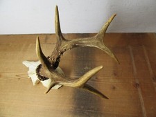 Kapitales rehgeweih gehörn gebraucht kaufen  Pfronten