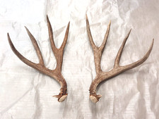 Set real deer for sale  USA