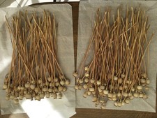 120 dried pods for sale  NEWRY