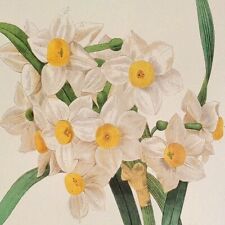 Redoute print nacifsus for sale  Sahuarita