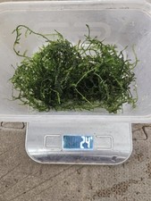 20g java moss for sale  LONDON