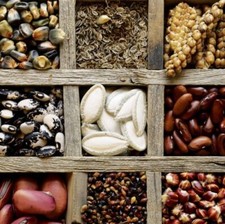 Plant seeds for sale  Miami