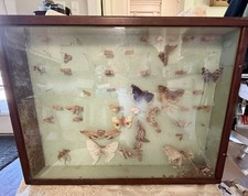 Vint butterfly moth for sale  Ennis