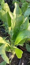 Horse radish plants for sale  NAIRN