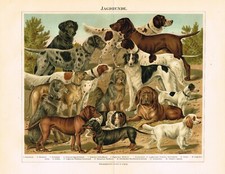 Dog breeds dachshund for sale  Manville