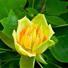 Tulip tree liriodendron for sale  NEWTOWNARDS