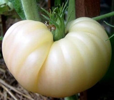Seeds white beefsteak for sale  Glen Cove