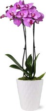 houseplants ceramics for sale houseplants ceramics for sale Denver