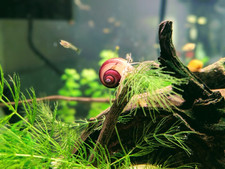 purple mystery snails for sale purple mystery snails for sale Amherst