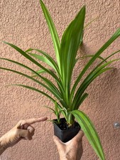 Pandan fragrant pandanus for sale  Vero Beach