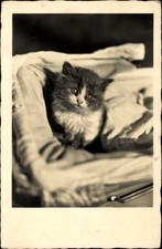Foto junge katze gebraucht kaufen  Berlin