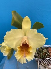 Cattleya rlc trojan for sale  San Francisco