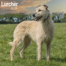 Lurcher 2025 square for sale  UK