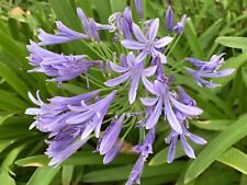 Purple lily nile for sale  Trabuco Canyon
