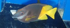 Fiji foxface live for sale  Homestead