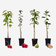 Mélange arbres fruitiers d'occasion  Expédié en France