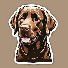 Chocolate lab labrador for sale  Charlotte