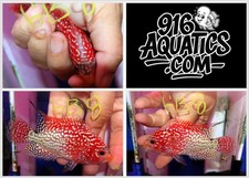 2.8 inch female for sale  USA
