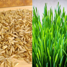 Cat Grass & Catnip for sale  SWADLINCOTE