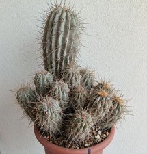 Copiapoa haseltoniana vaso usato  Modena