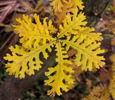 Quercus frainetto seeds usato  Napoli